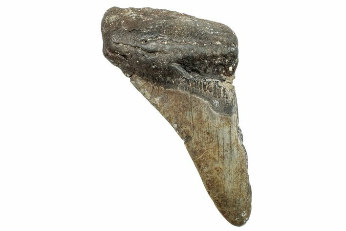 Partial Fossil Megalodon Tooth - South Carolina #250043